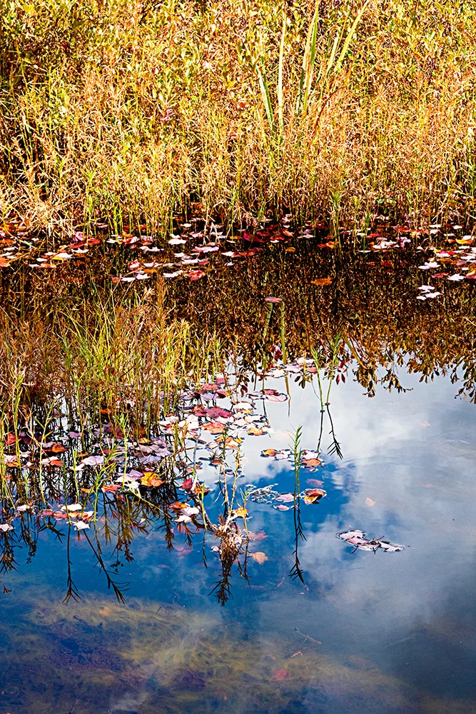 Wetlandscape