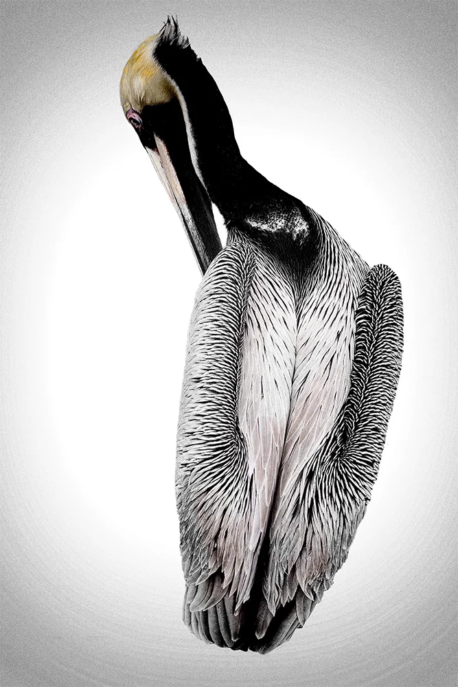 Preening Pelican