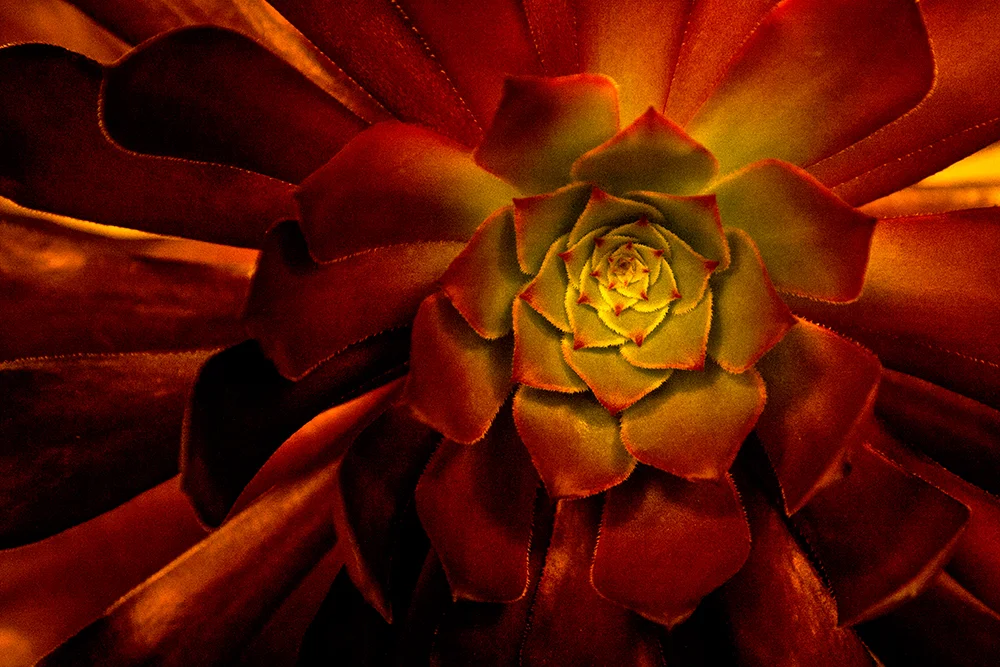 Awesom Blossom