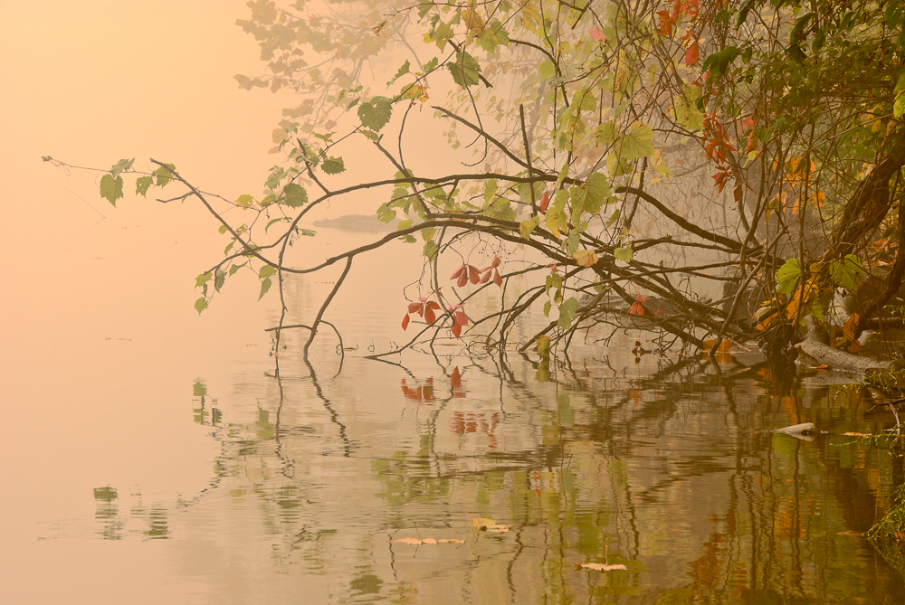 River+Fog+I_01.jpg