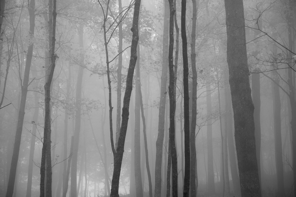 Brightly colored trees in autumn shrouded in the morning fog