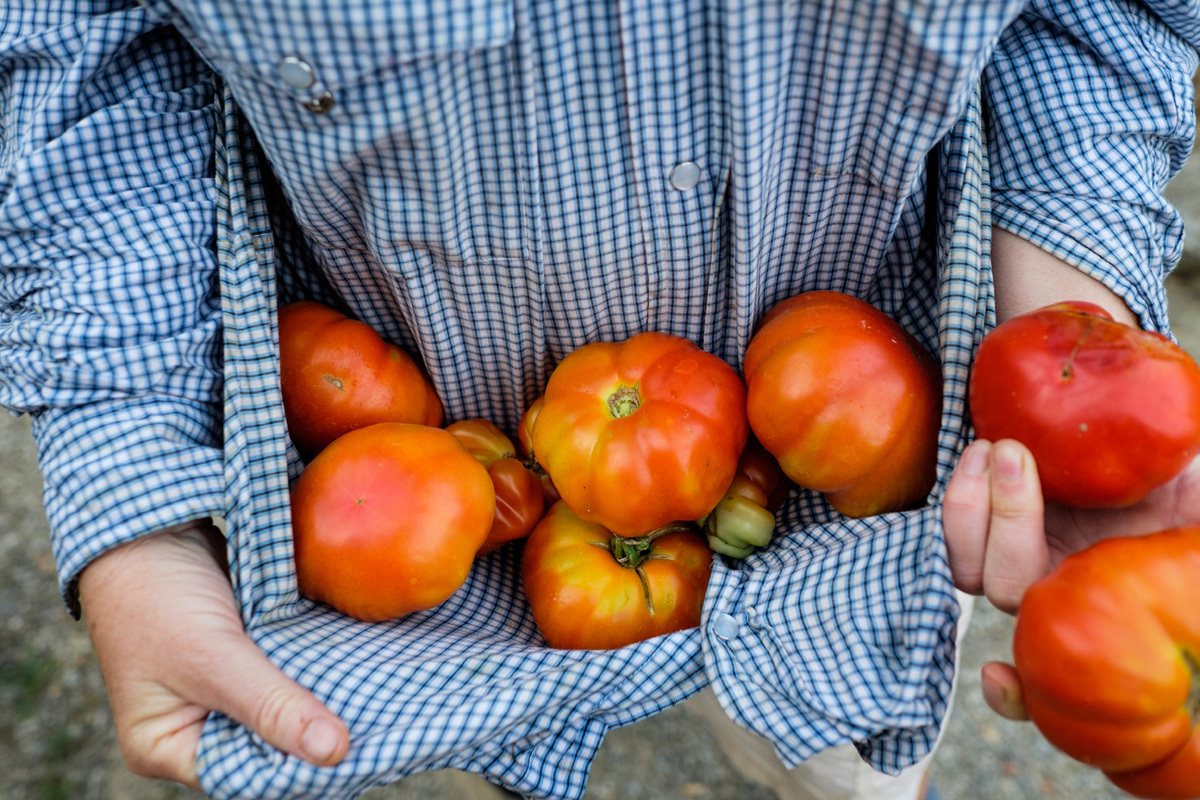 Tomato-harvest-farmer-Tuscany-Italy-Photo-by-Diana-Pappas.jpg