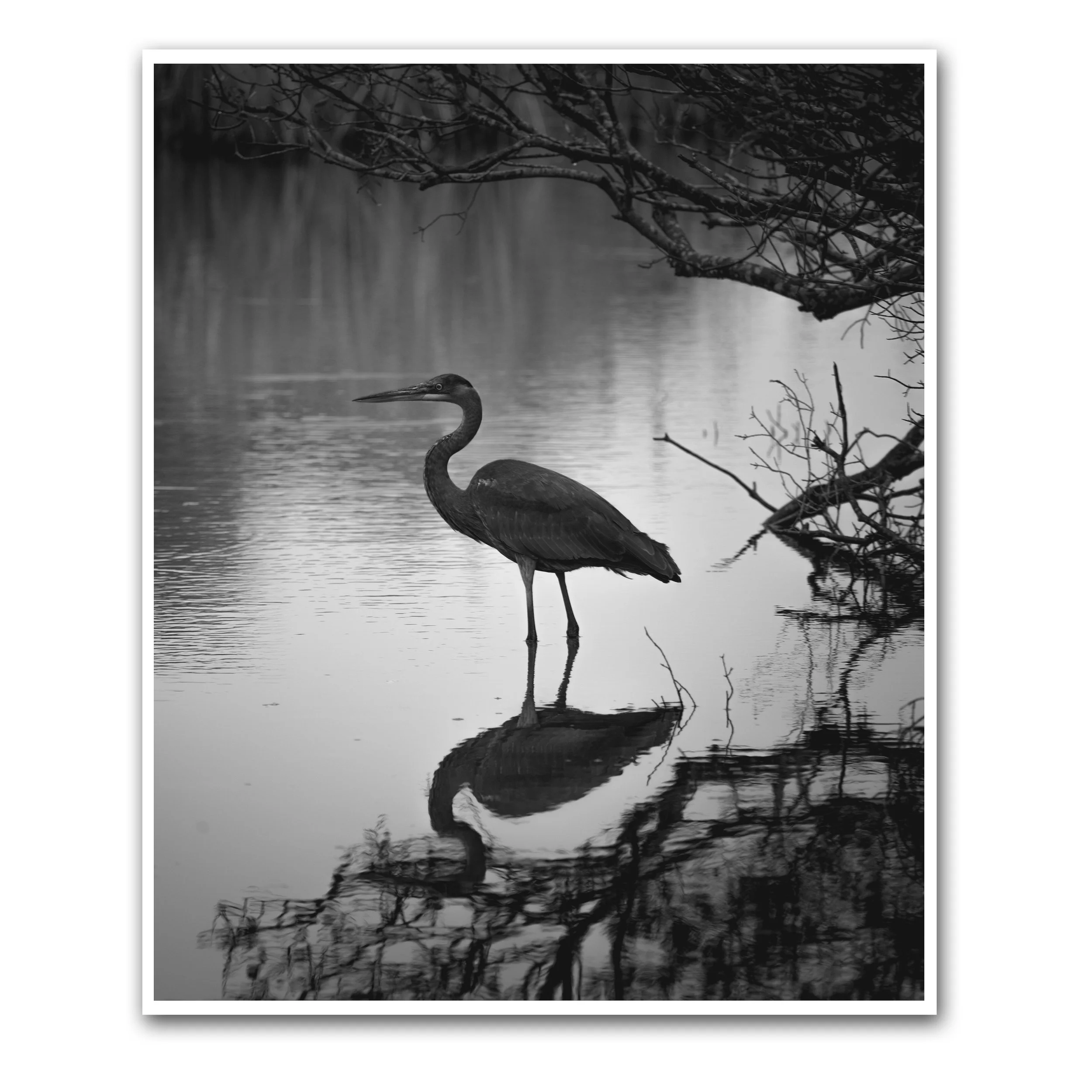 UNTITLED (BIRD STUDY VIII)