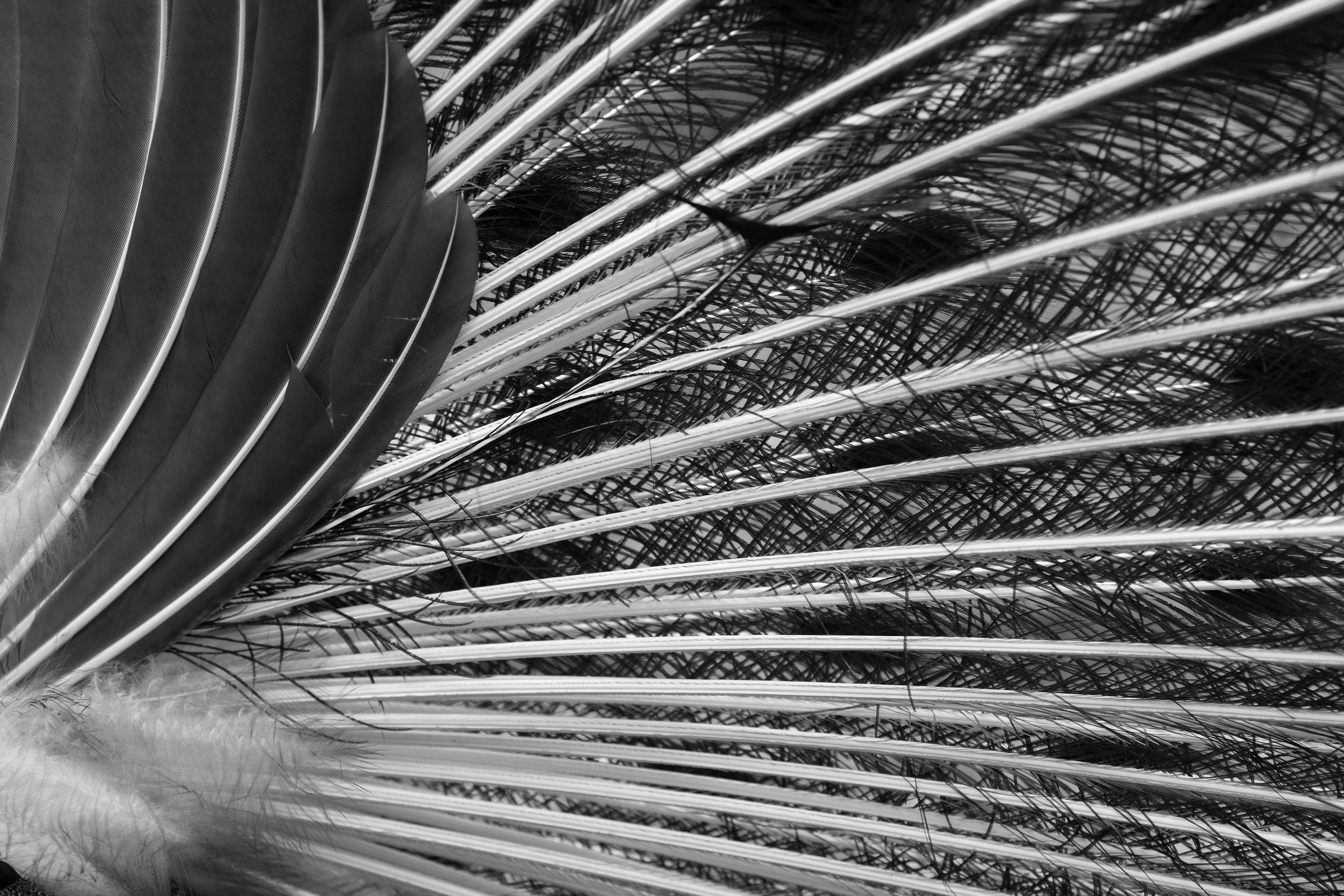 David Gary Lloyd - ErickWingRing.jpg