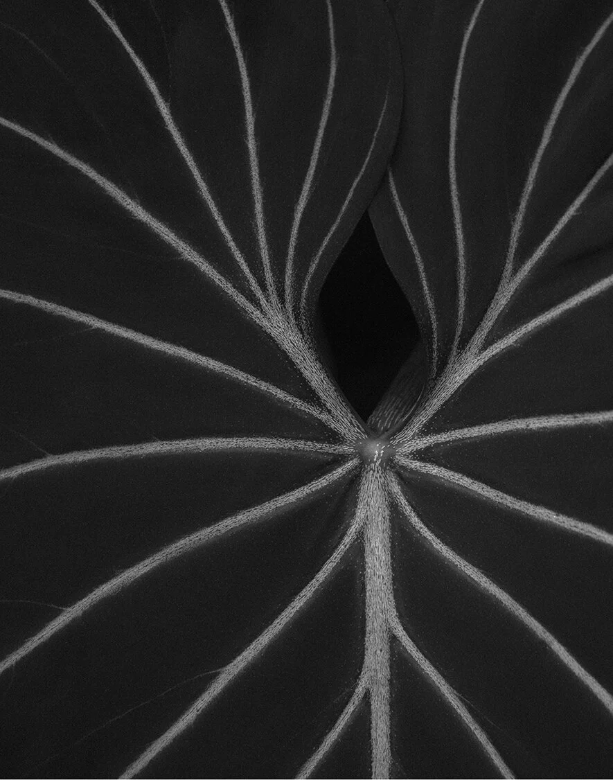 © David Gary Lloyd - IMG_6103.jpg