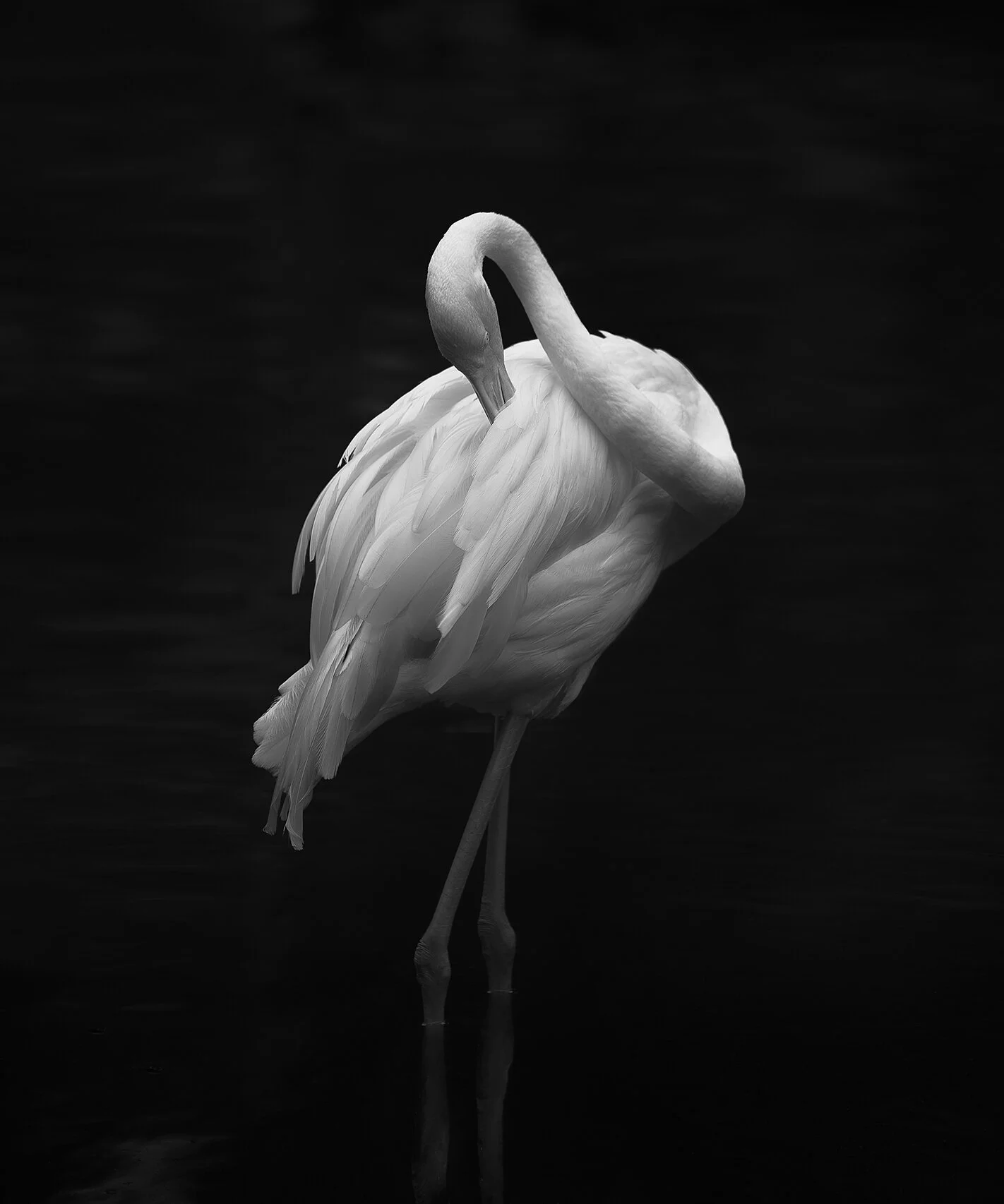 © David Gary Lloyd - IMG_0177 BW.jpg