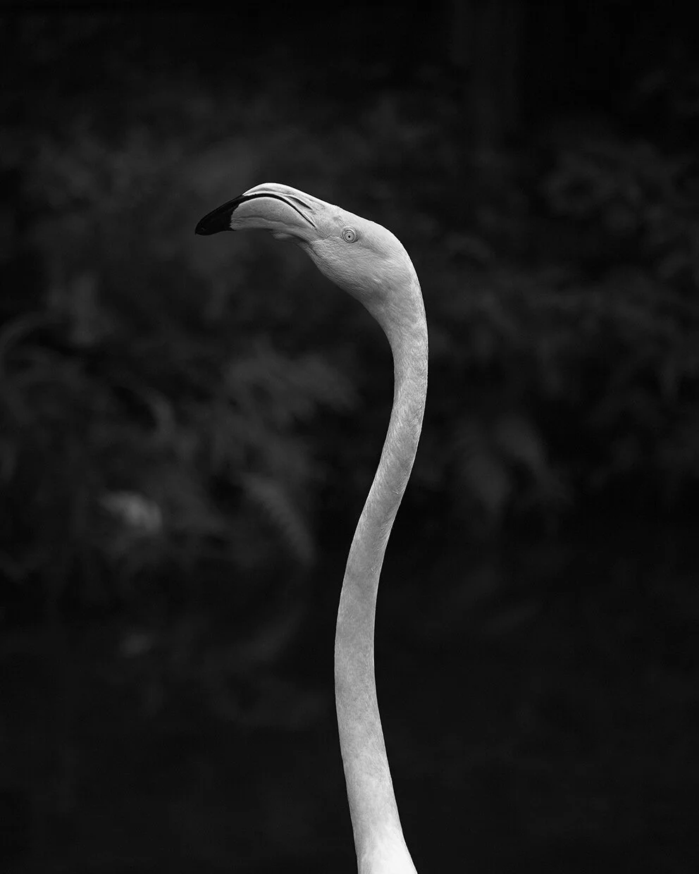 © David Gary Lloyd - IMG_9795.jpg