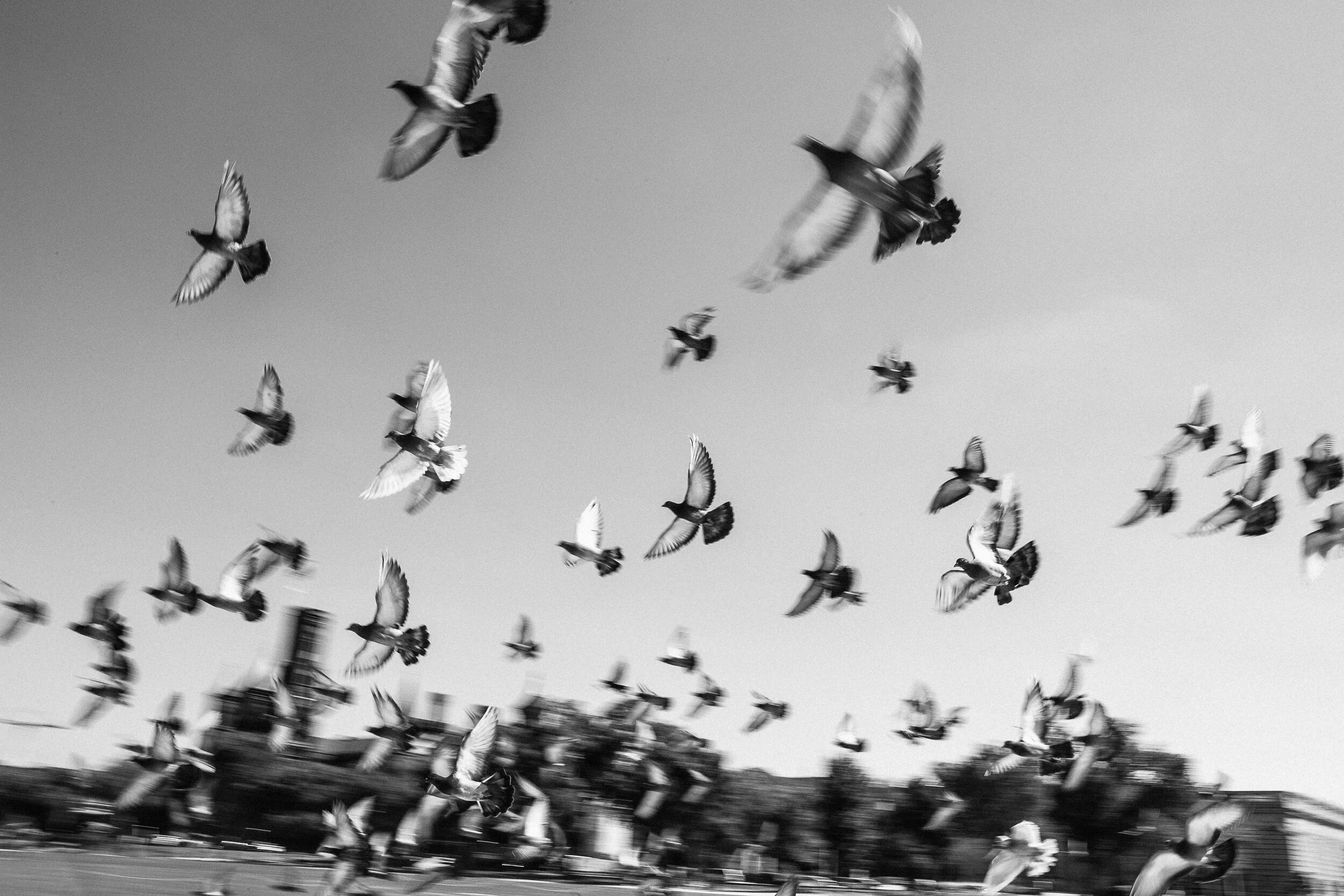 © David Gary Lloyd - In Flight.jpg