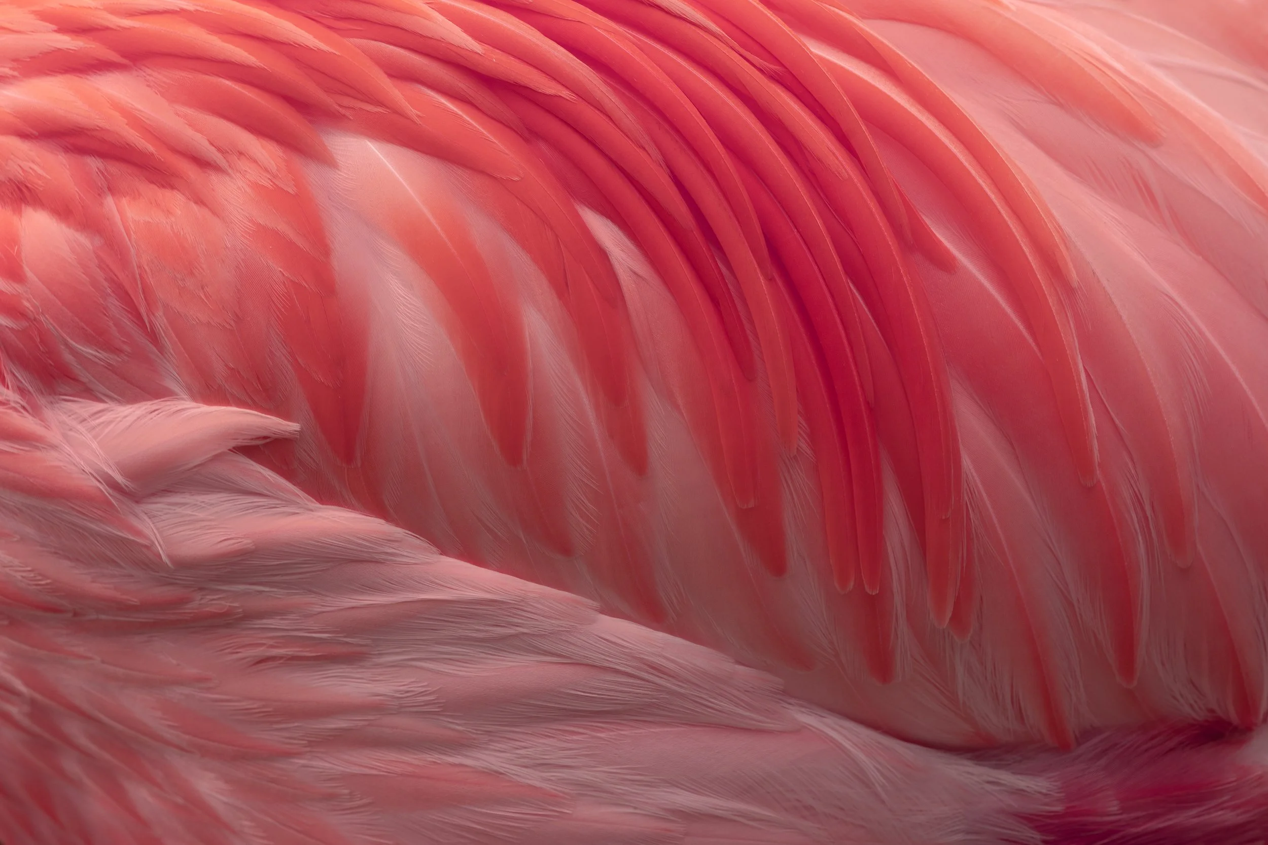 David Gary Lloyd - RIGHT PANEL - Flamingo.jpg