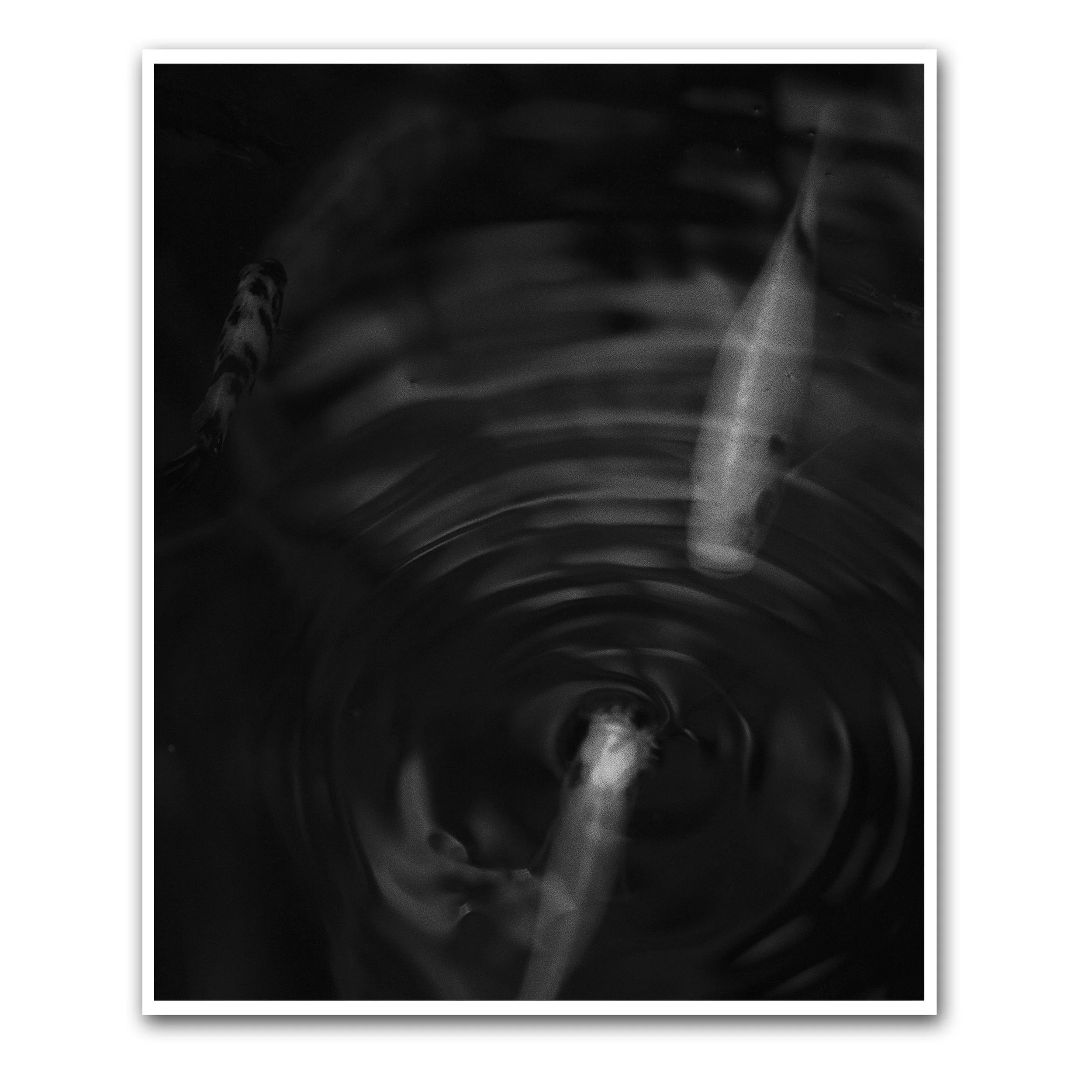 © Lloyd - Fish Study III.jpg