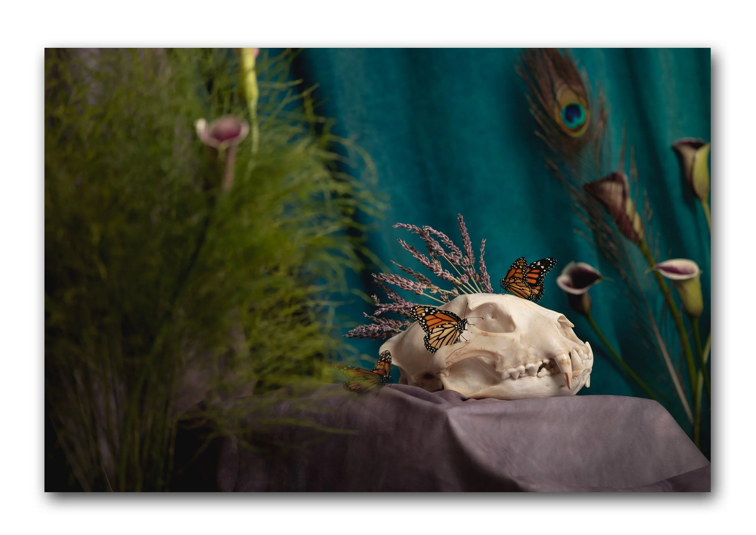 Still Life.jpg