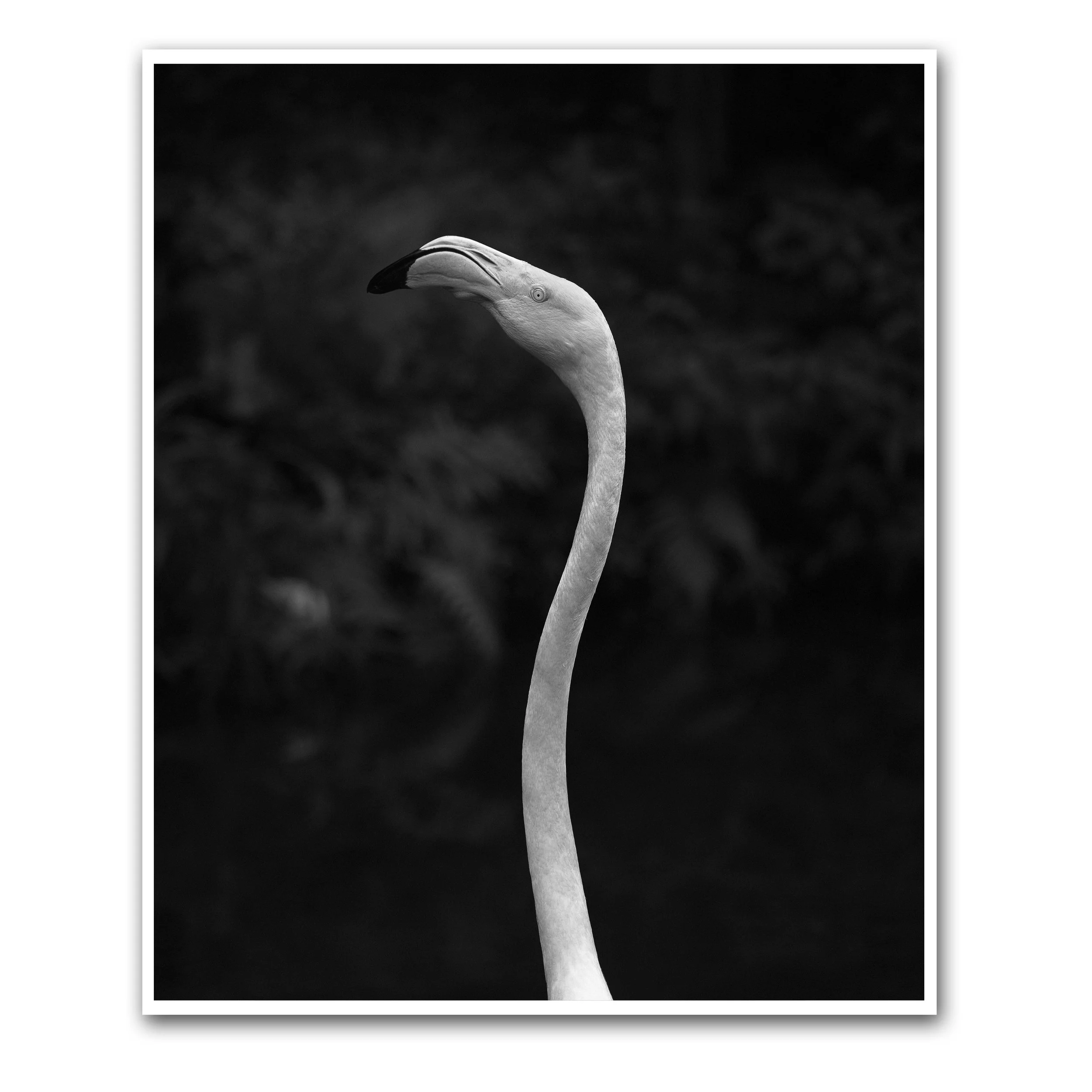 UNTITLED (FLAMINGO STUDY III)
