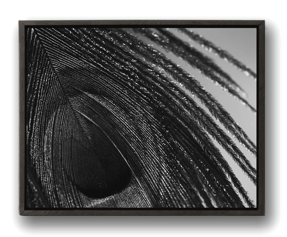 PEACOCK FEATHER STUDY