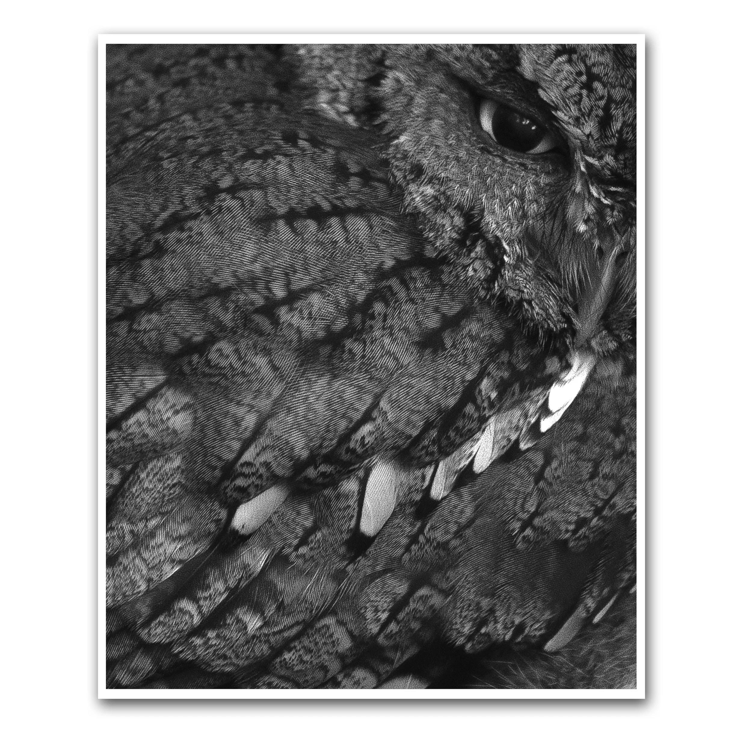 UNTITLED (OWL STUDY)