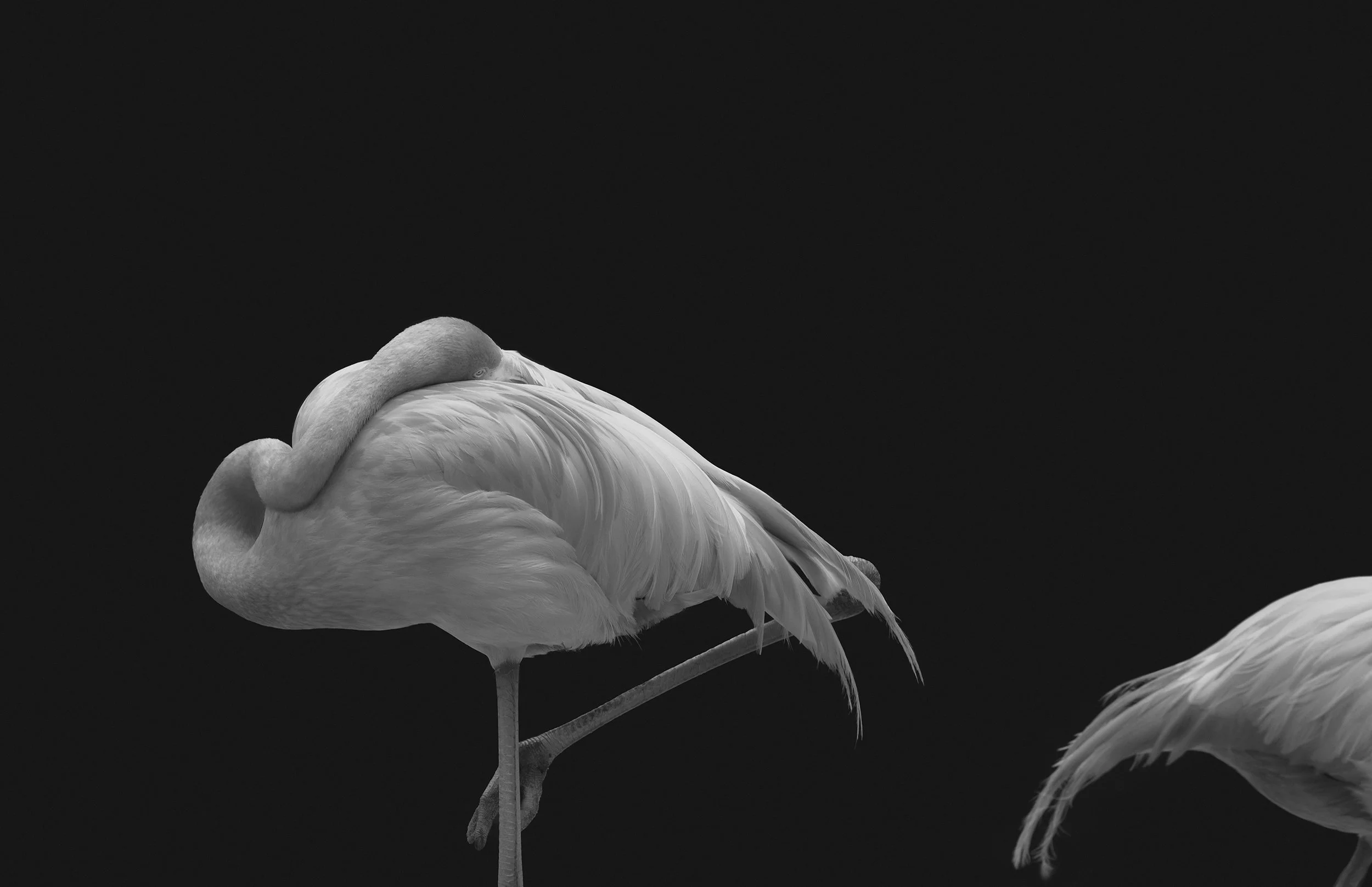 I BECAME BOTH ( II )