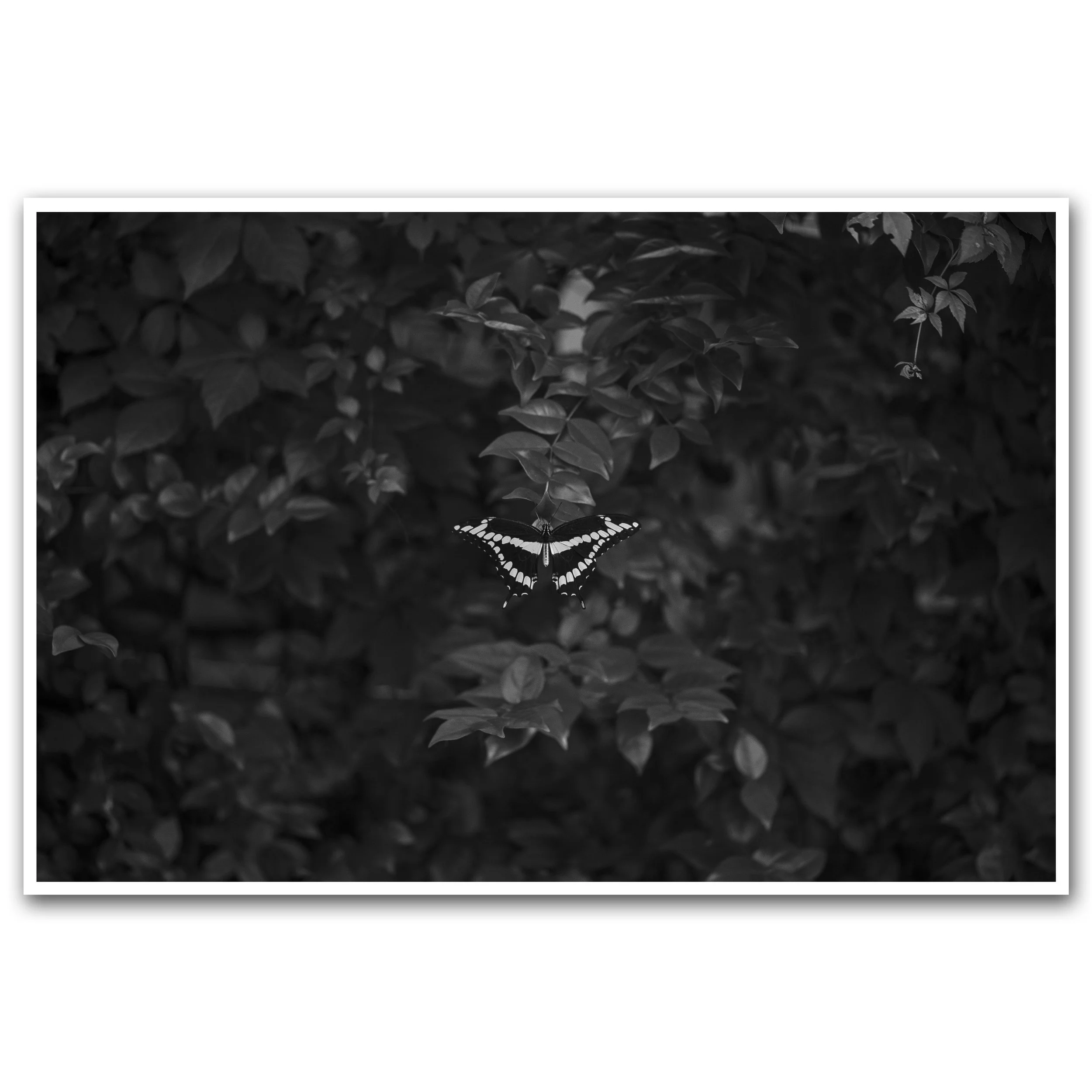 UNTITLED (ZEBRA LONGWING)