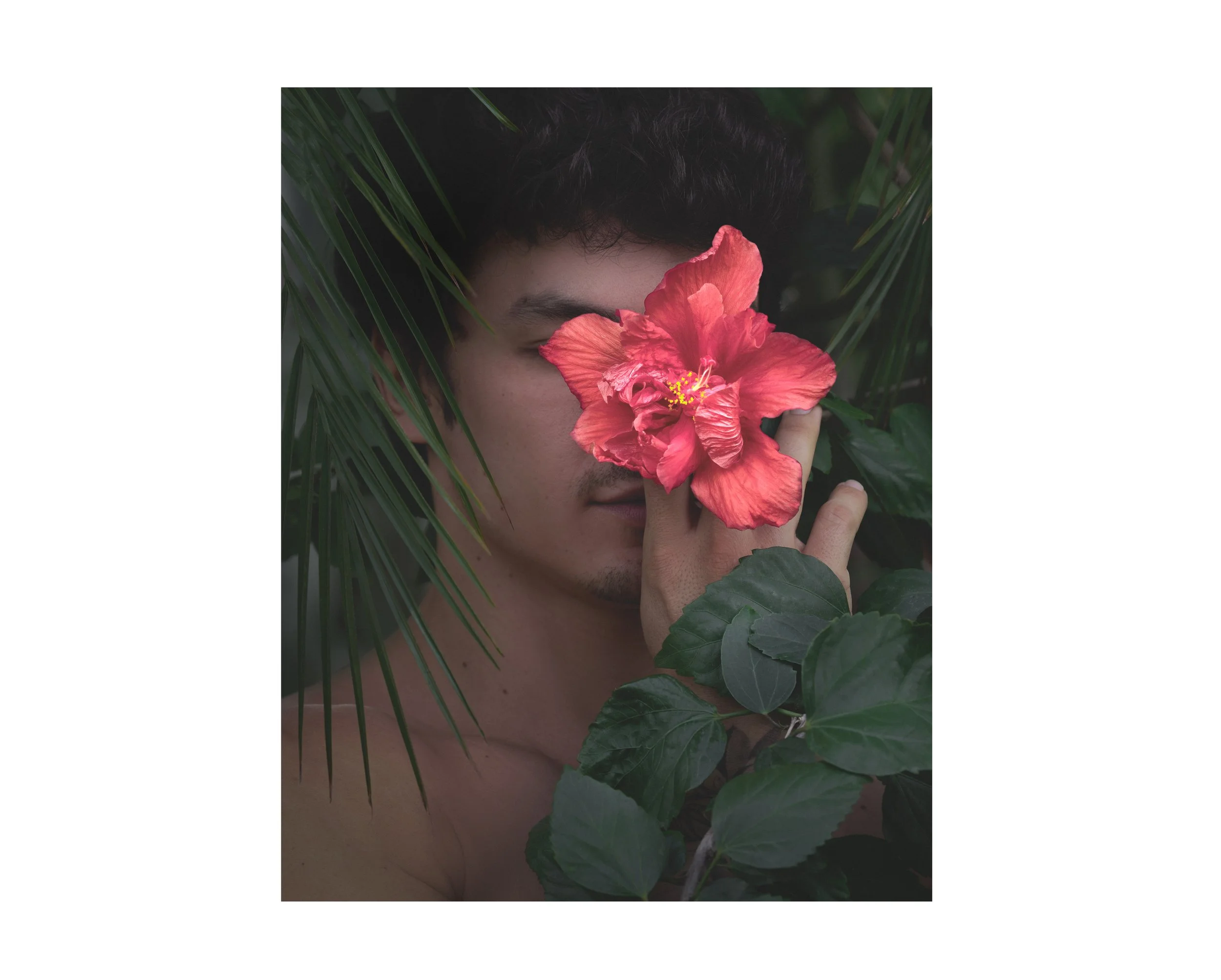 HIBISCUS
