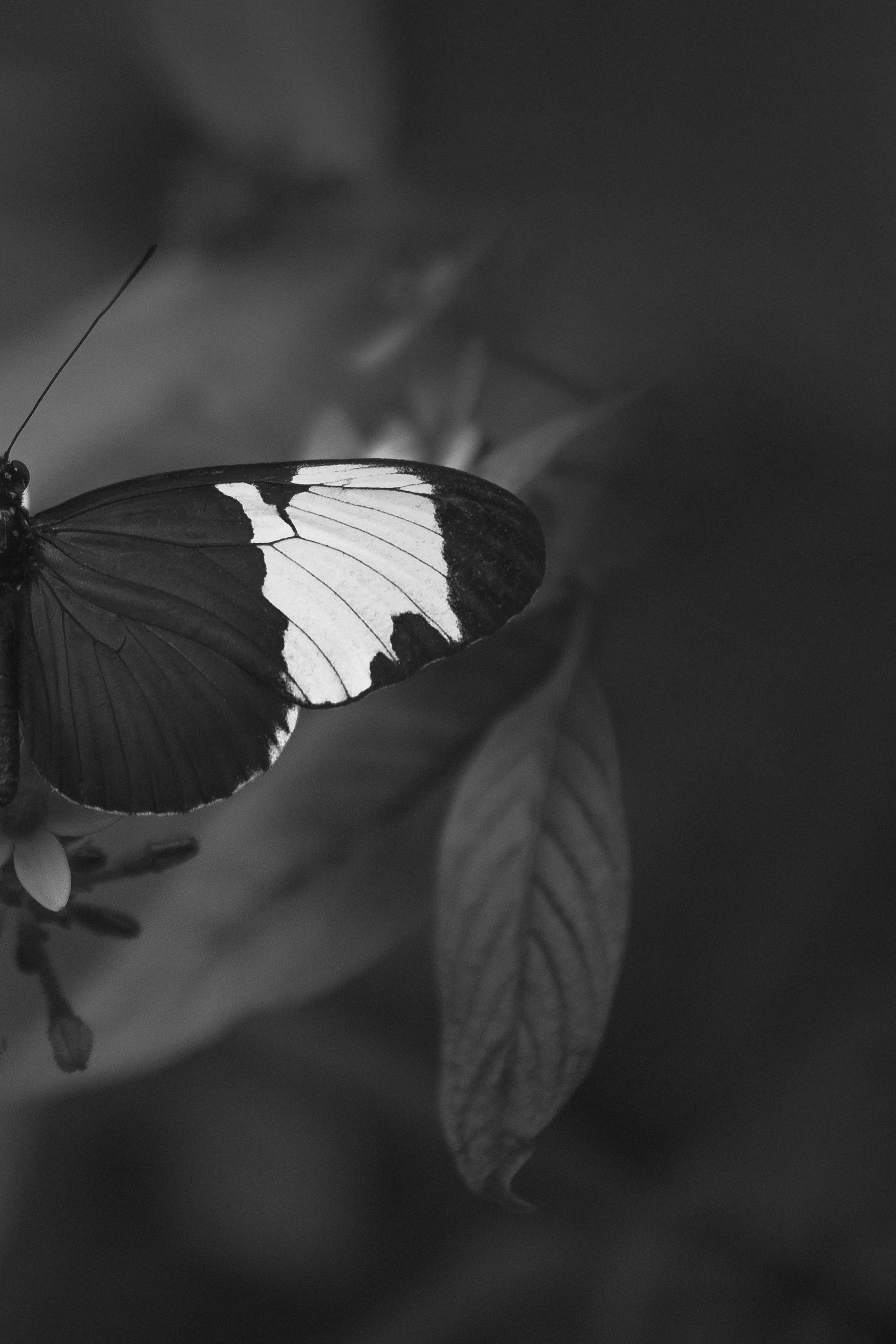WING ( II )