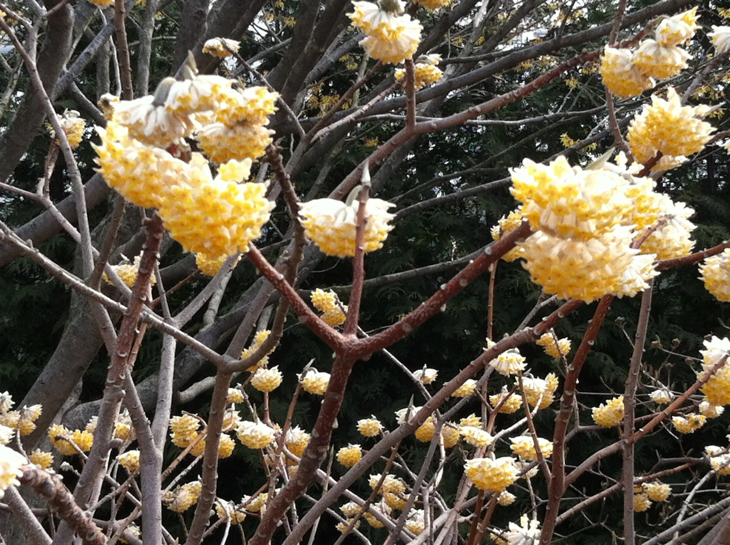 Winter Blooming Paper Flowers, Brooklyn Botanic Garden