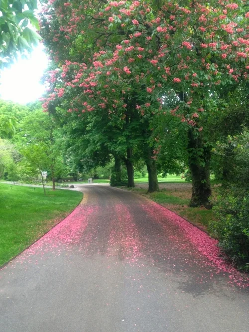  Brooklyn Botanic Garden, Molly Caldwell 2015