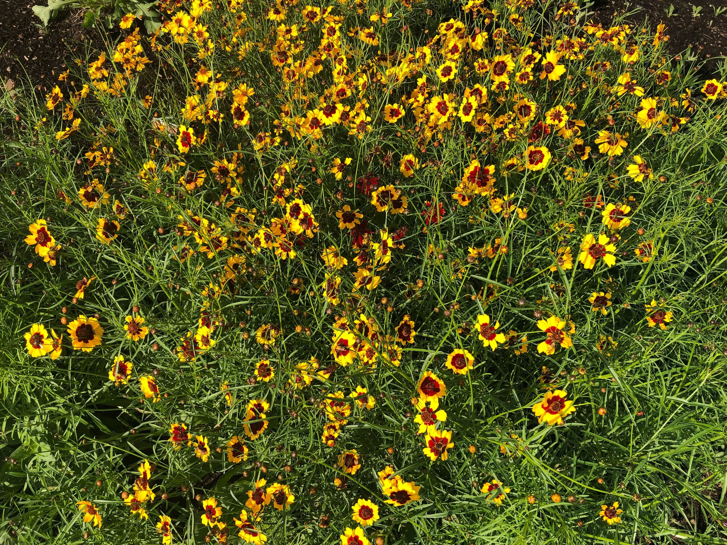 the Love Letters have started to grow into a perennial pollinator garden!