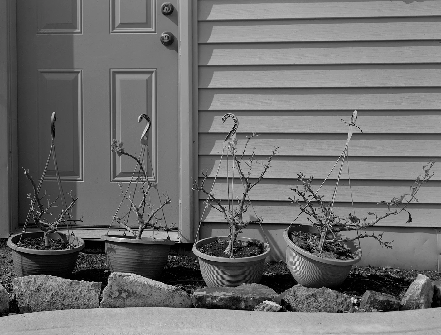 Bougainvillea Plants