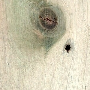 Poplar
