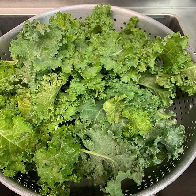 Fresh kale from the garden for our forest dish. #eculent