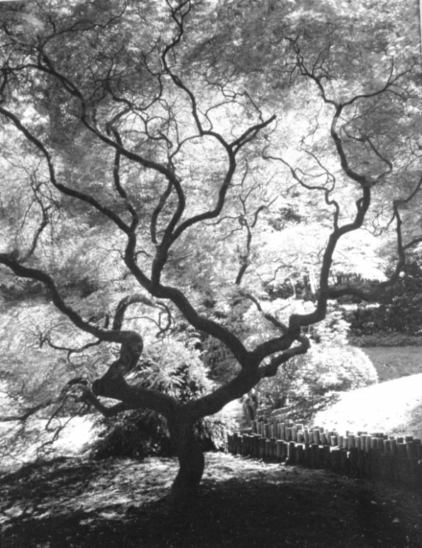 Untitled #2, 2002, 13.25" X 10"