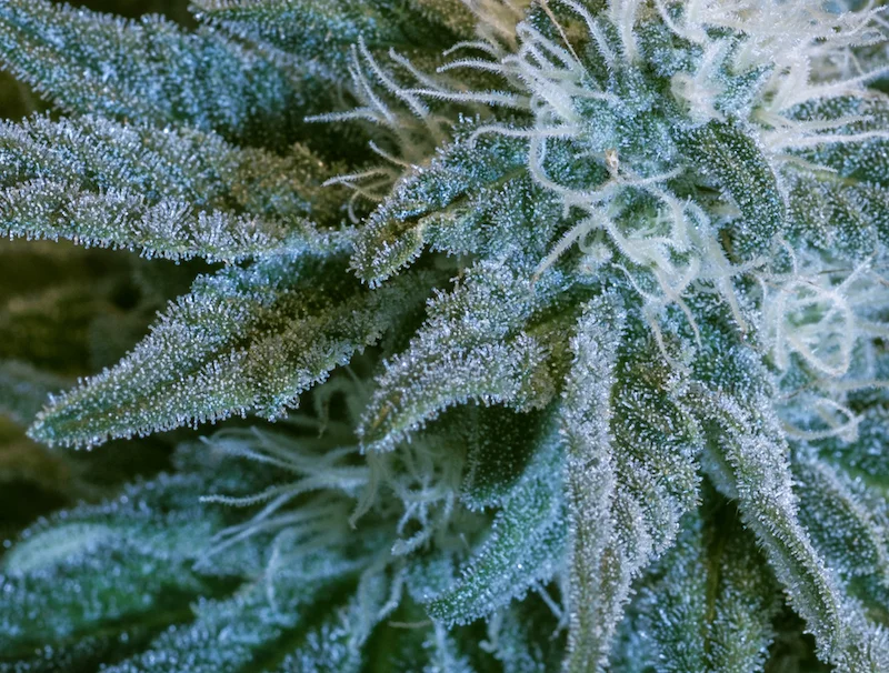  can·na·bis &nbsp;- &nbsp;&nbsp; &nbsp;[kan-uh-bis] &nbsp;- &nbsp;noun   1.&nbsp;the hemp plant,&nbsp;Cannabis sativa. 2.&nbsp;the flowering tops of the plant. 3.&nbsp;any of the various parts of the plant from which hashish,&nbsp;marijuana,&nbsp;bha