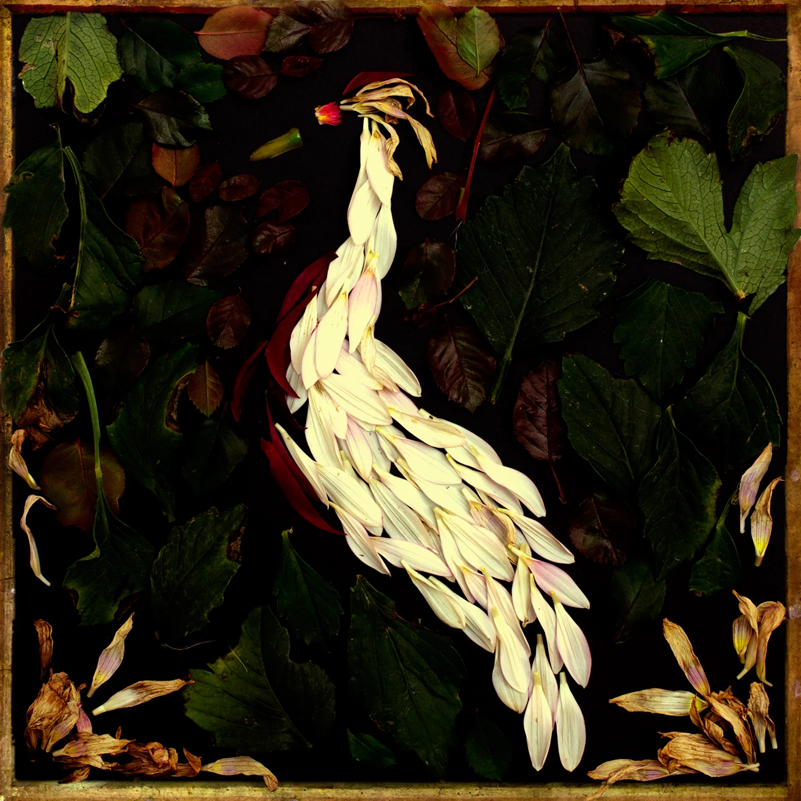 Fortunate Fall Review: Indie Vision Music