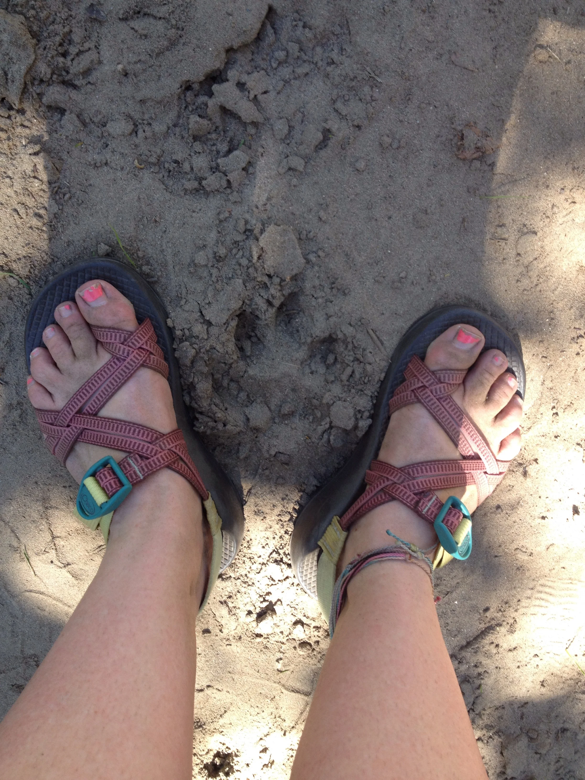 Mountain Lion Track