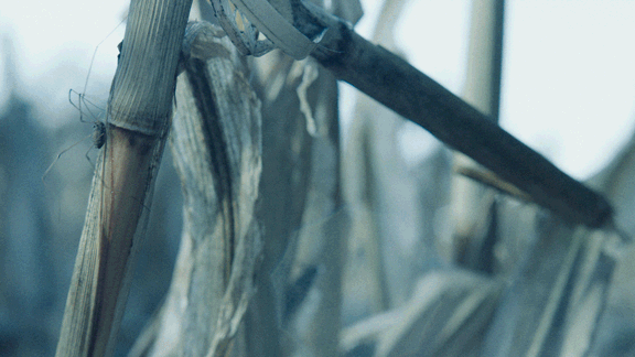Untitled-7.gif