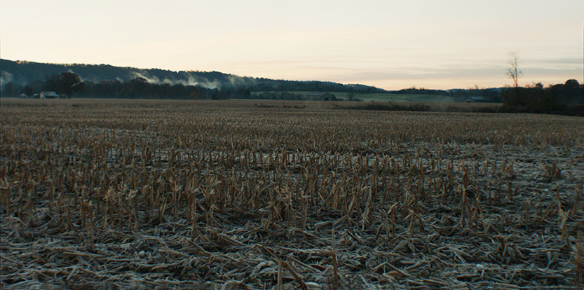corn field morning.jpg