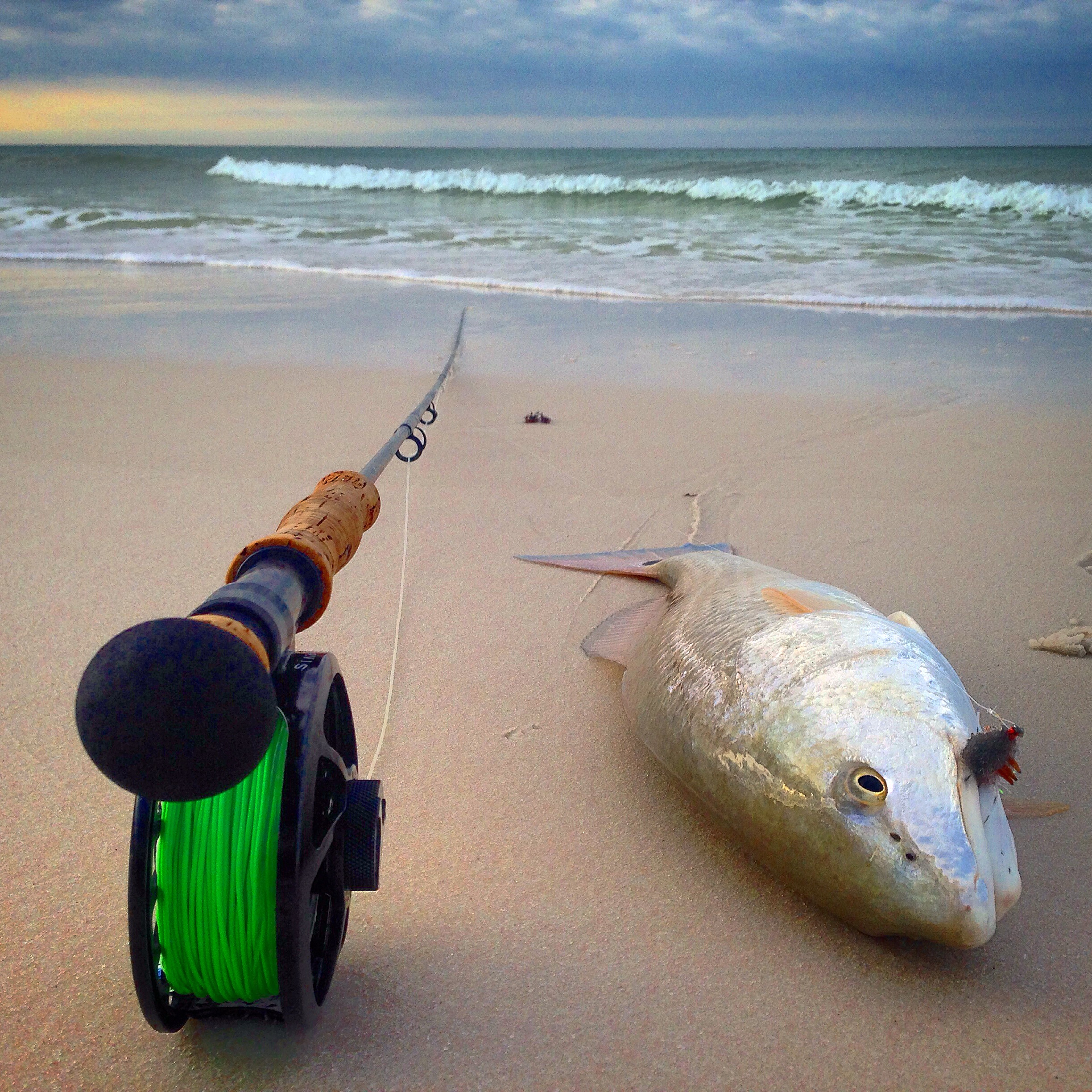 I spotted several schools of redfish in the early morning before the sun rose too high. This red ate a sand flea fly that I tie and sell on the site Click here for the fly . He put up a great fight before I slid him up on the beach to take a few pictures. Of course, I let him go. 