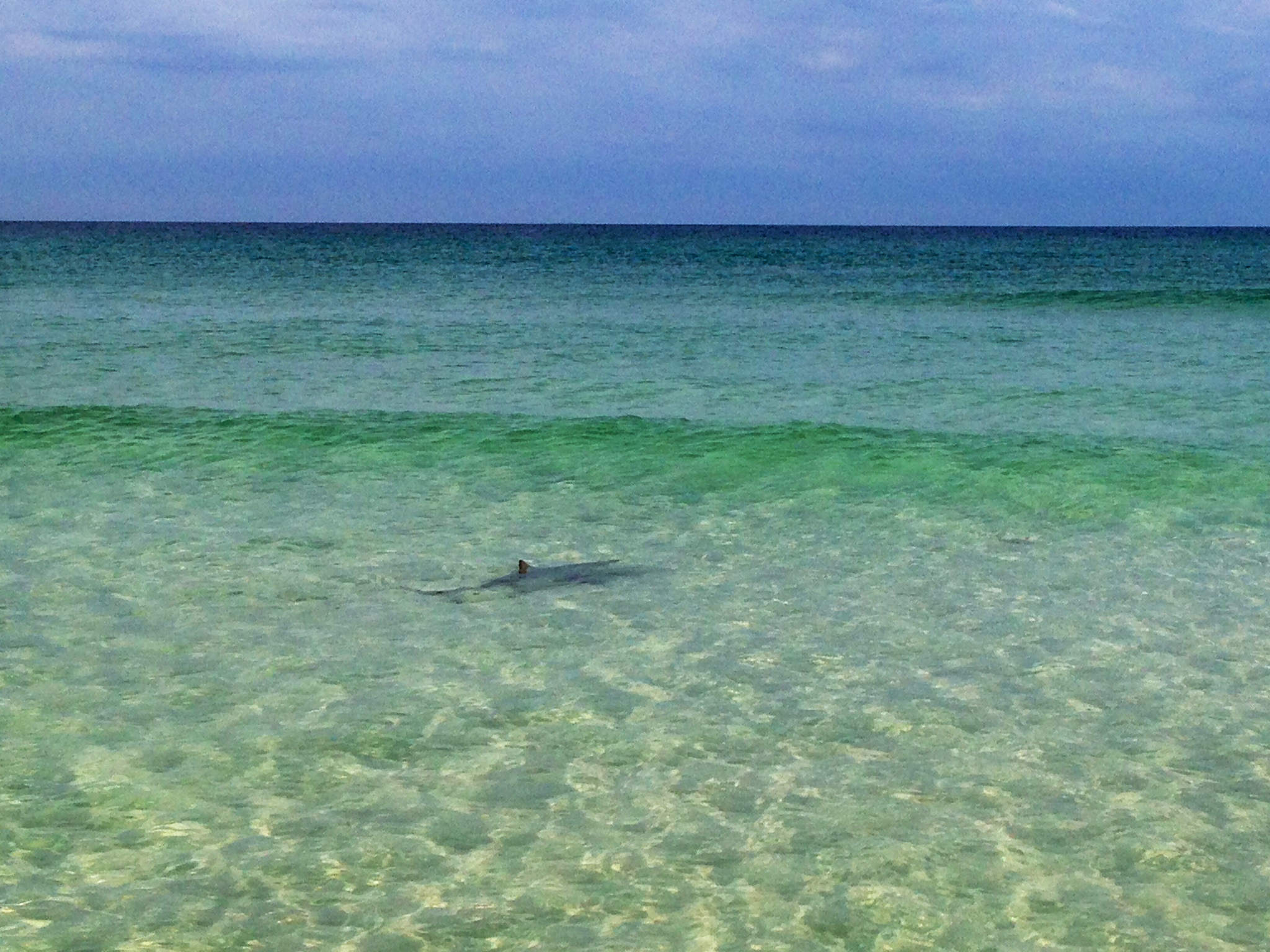 I spotted many blacktip sharks and spinner sharks throughout the trip. A hammerhead even came in close and went after a ladyfish I had hooked. It didn't stick around for long, and neither did I. 