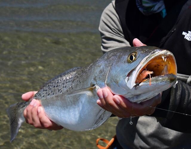 Tailing Speckled Trout. I had heard the rumors but had never seen it before. But there they were coming down the sandbar with tails and dorsal fins high in the spring air, waving to us as they approached. We were armed with Marbled Sandfleas with hig