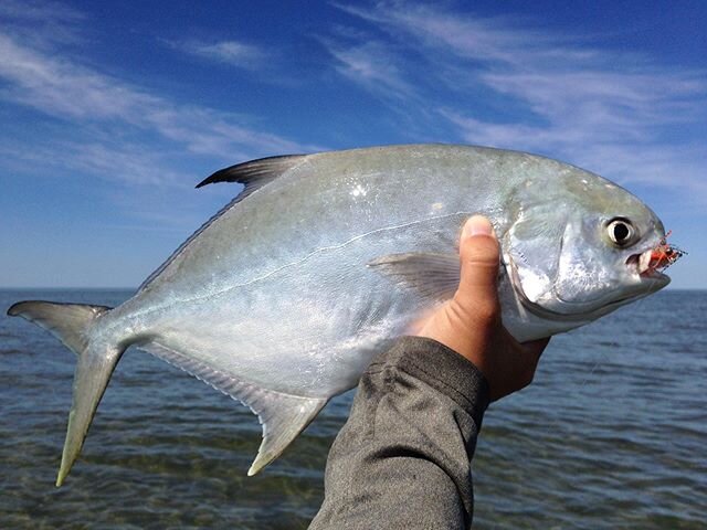 Pompano on Marbled Sandfleas at the sandbar. Doesn't get much better.
.
.
.
#flyfishing #flytying