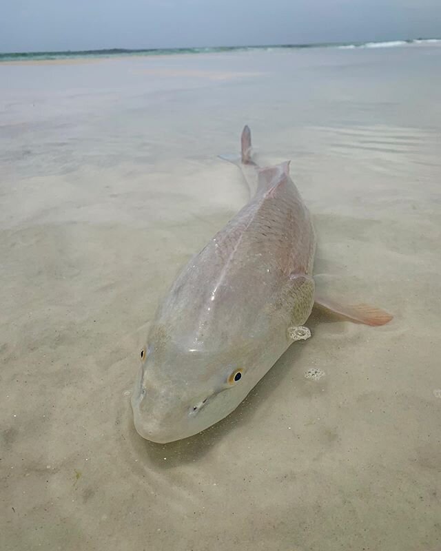 Beach red from today.
.
.
.
#flyfishing #flytying