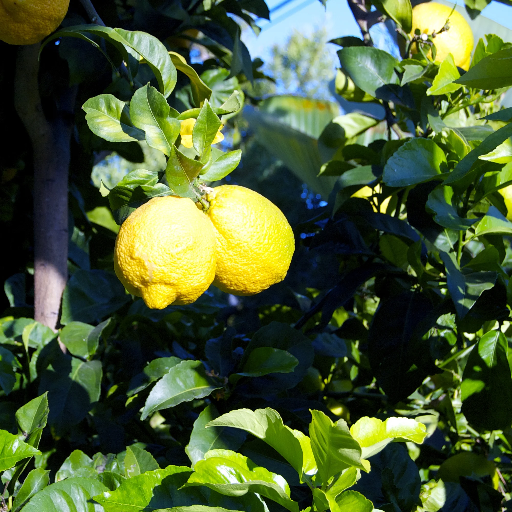 Farm Fresh - 9.jpg