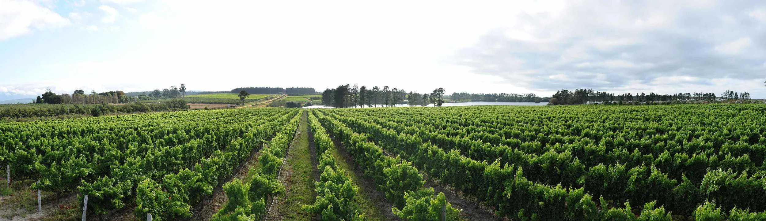 PANO-VINEYARD.jpg
