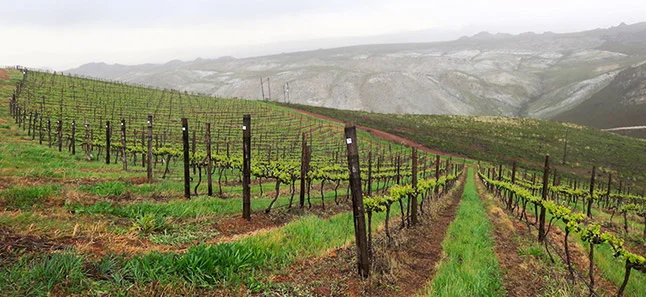 iona-sloping-terroir.jpg