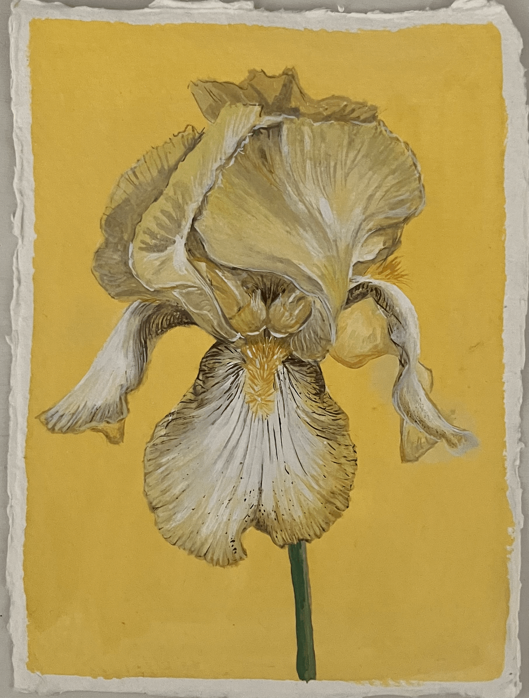 SOLD Iris 'Benton Susan'