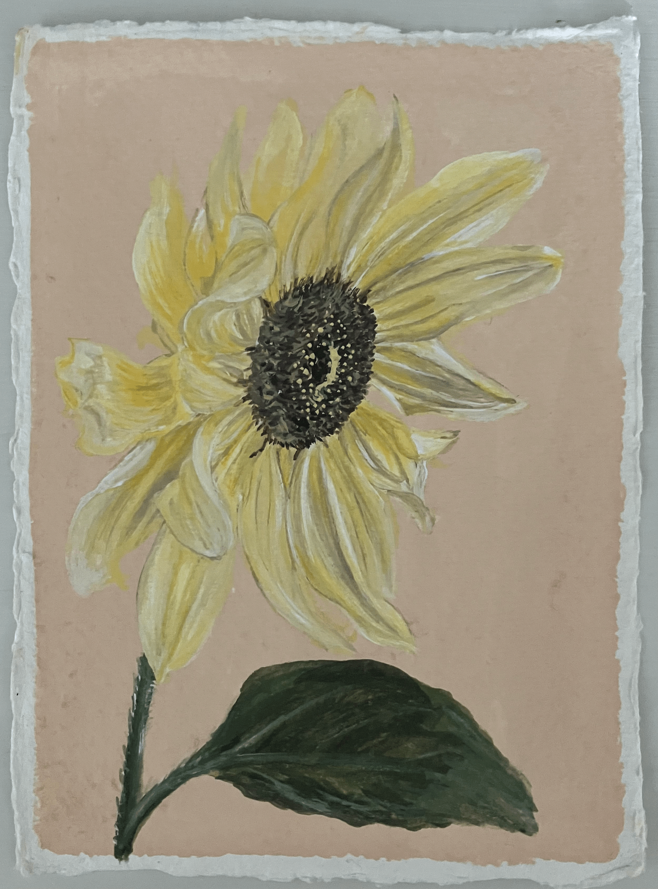 SOLD Helianthus annuus 'Valentine'