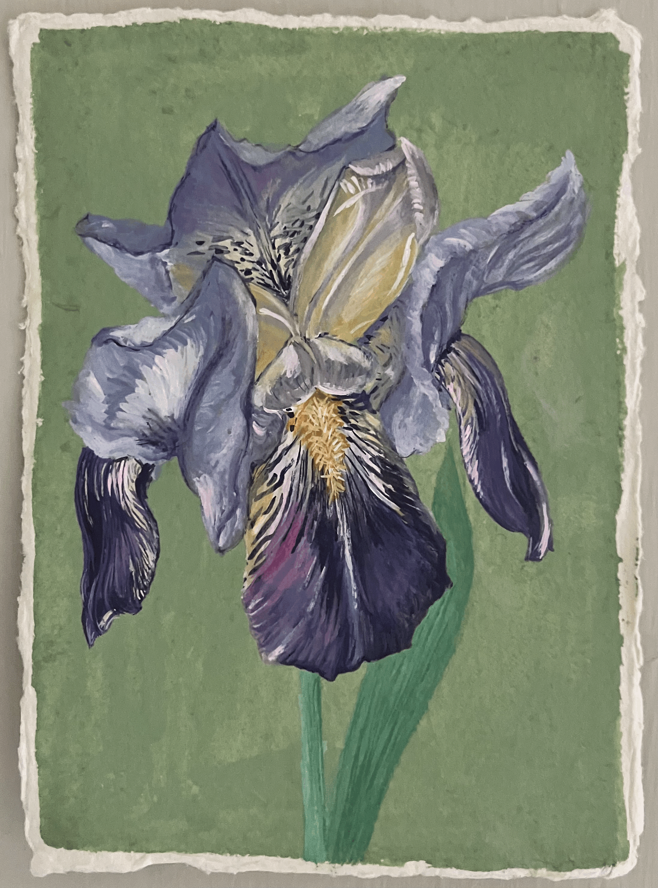 SOLD Iris 'Storrington'