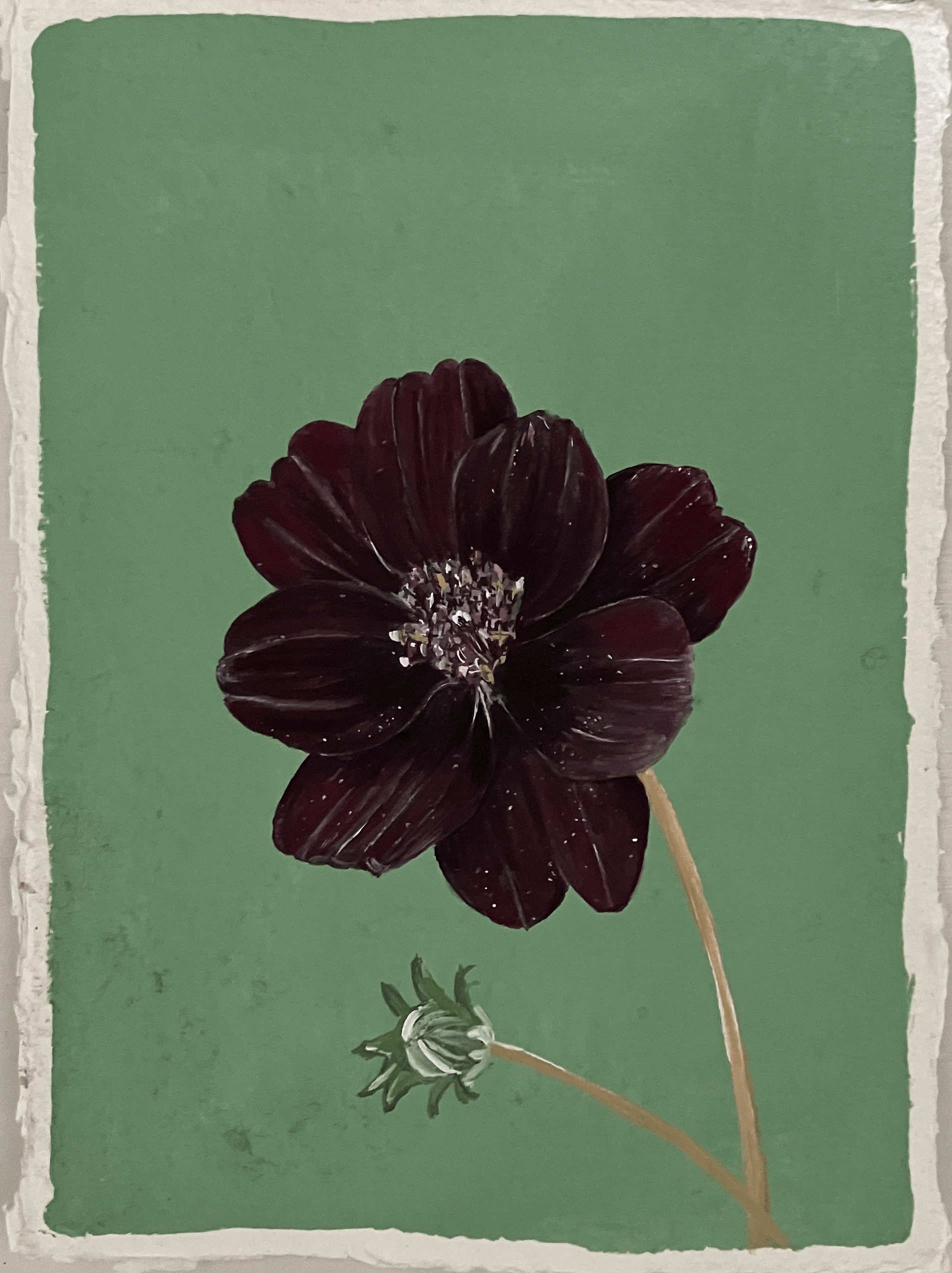 SOLD Cosmos atrosanguineus