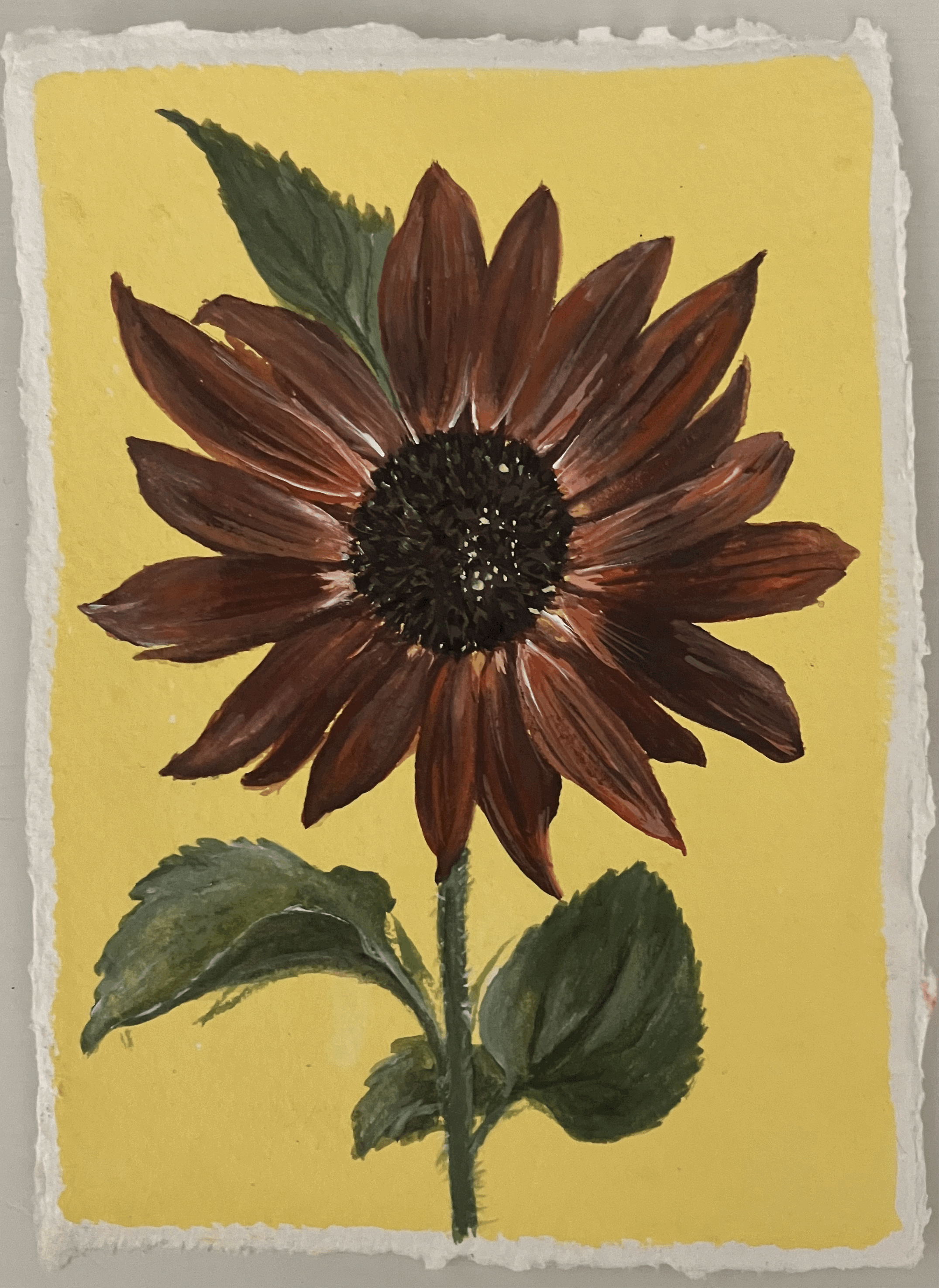 SOLD Helianthus annuus 'Total Eclipse'