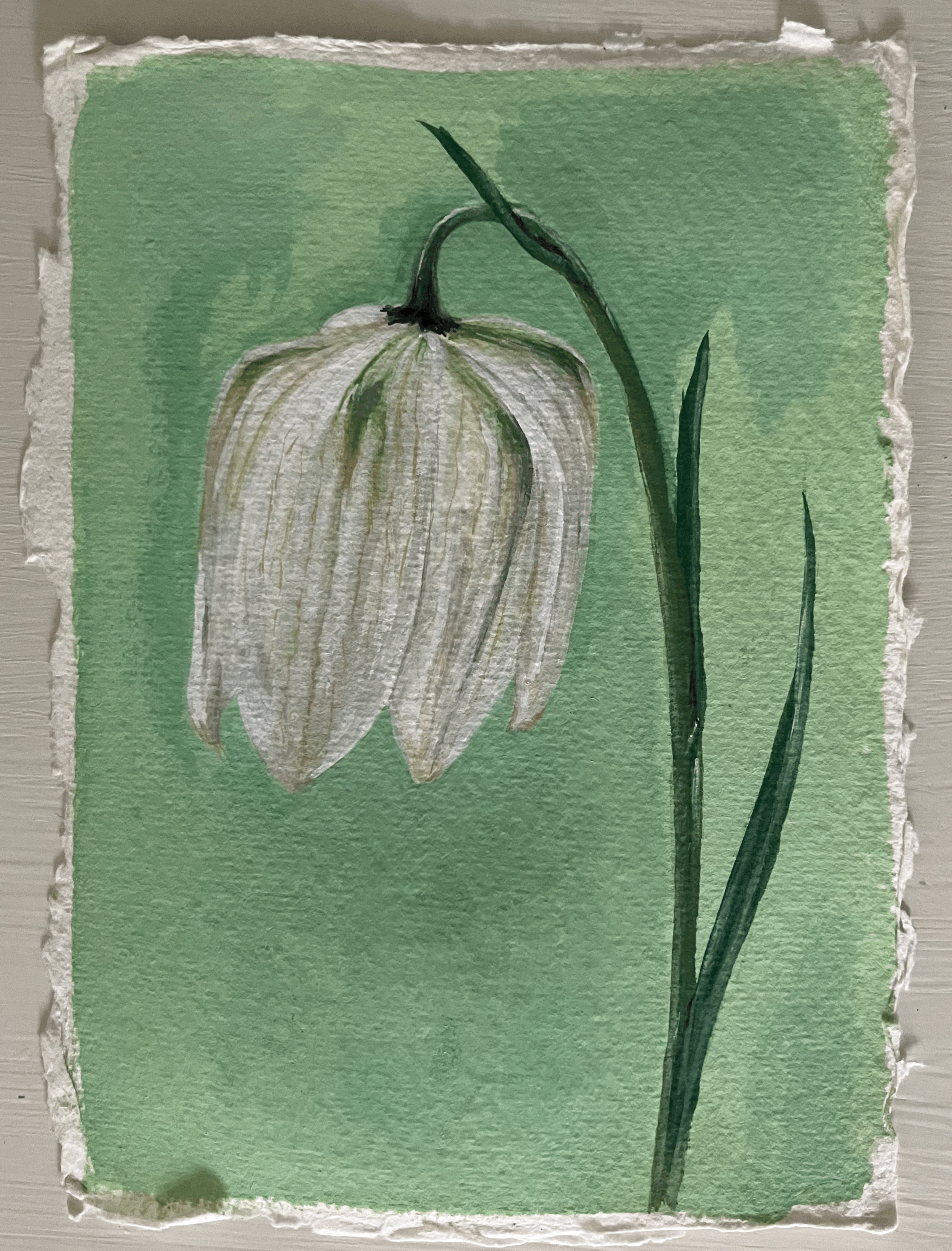 SOLD Fritillaria meleagris alba
