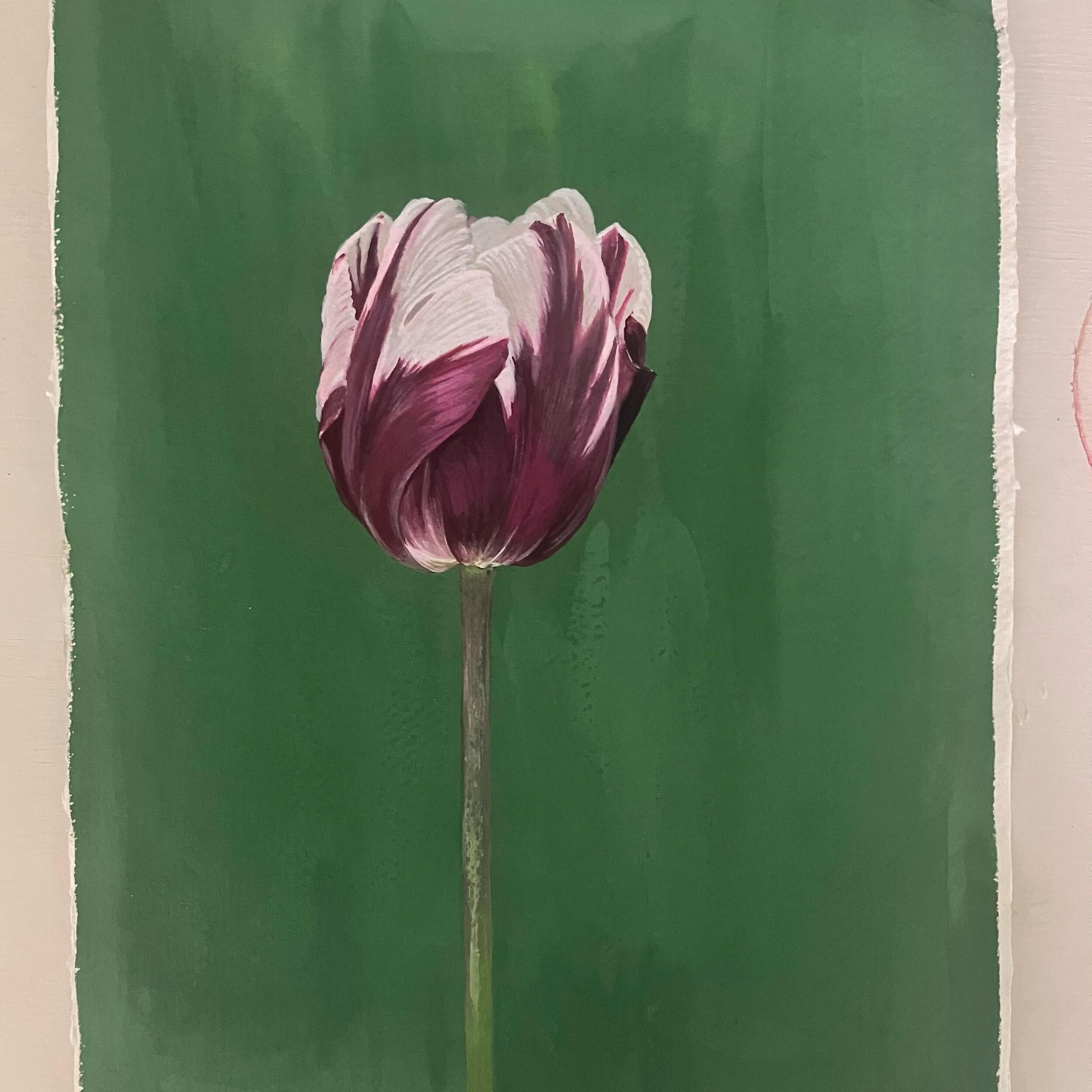 #tulip