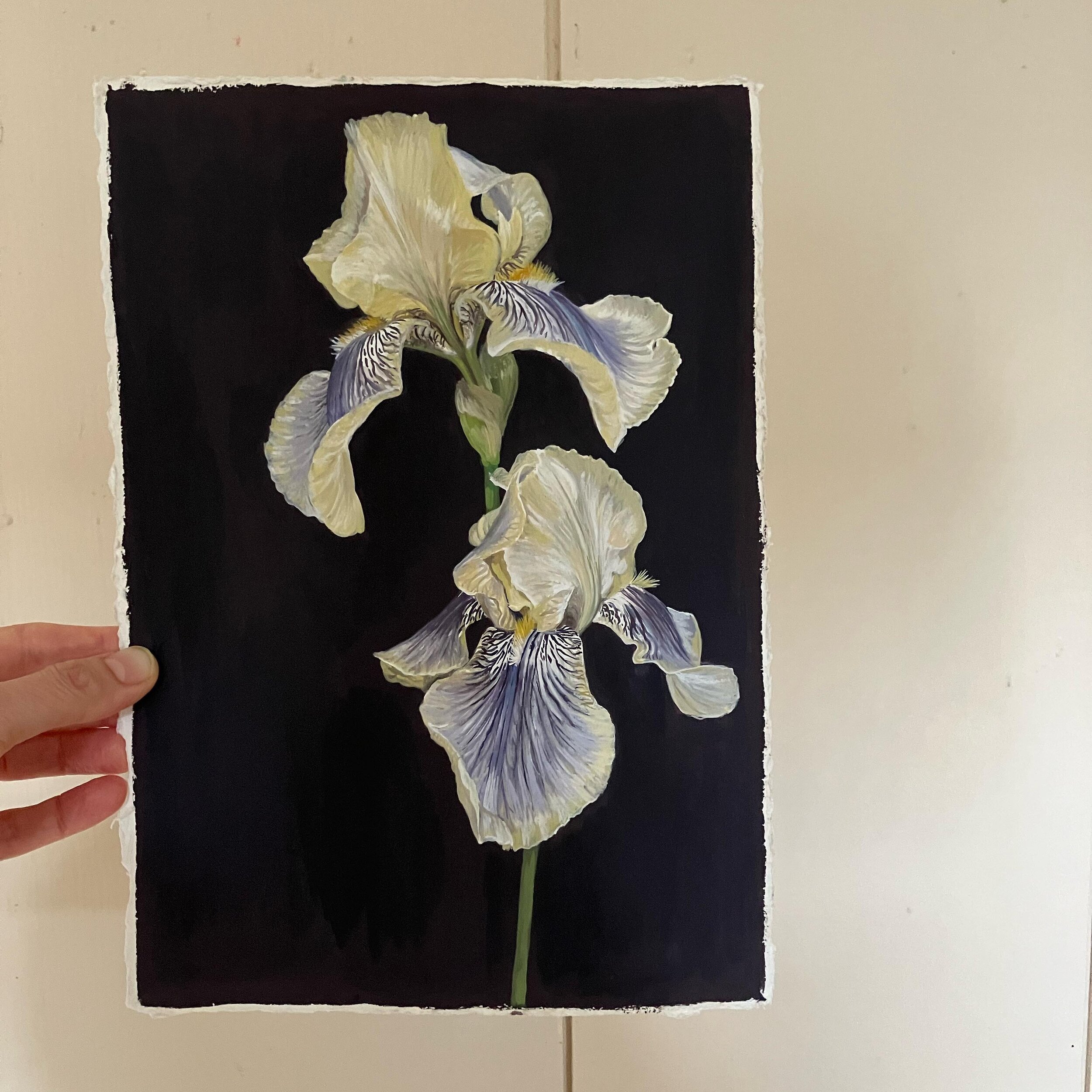 Some more speckles and stripes&hellip; and finished. 

This painting is available and will be heading to my website tomorrow. Please DM for more details if interested.

#irisbentonolive #beardediris #floralart #emergingartist